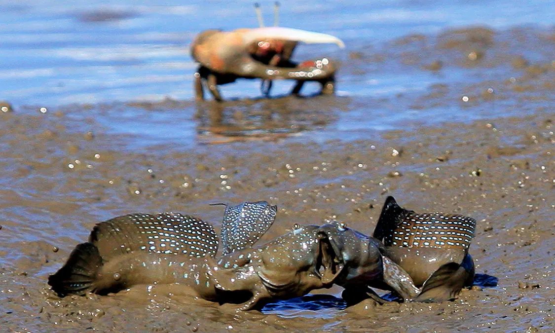 🏞️ 요카 갯벌 공원(히가타 요카 코엔) 이미지 1